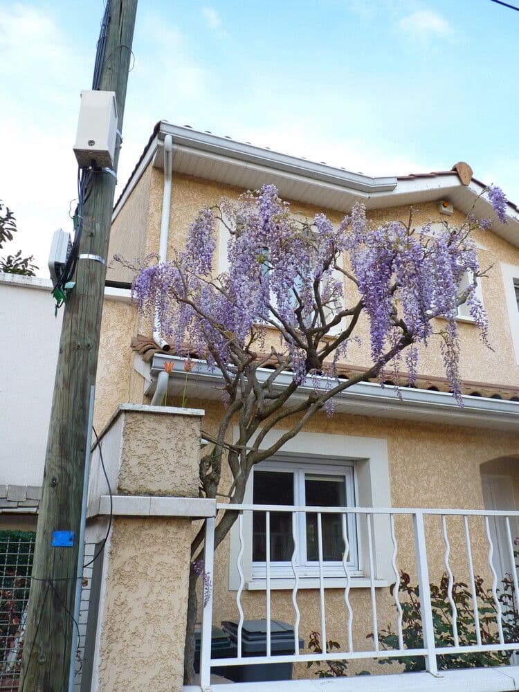 Glicine cinese 15