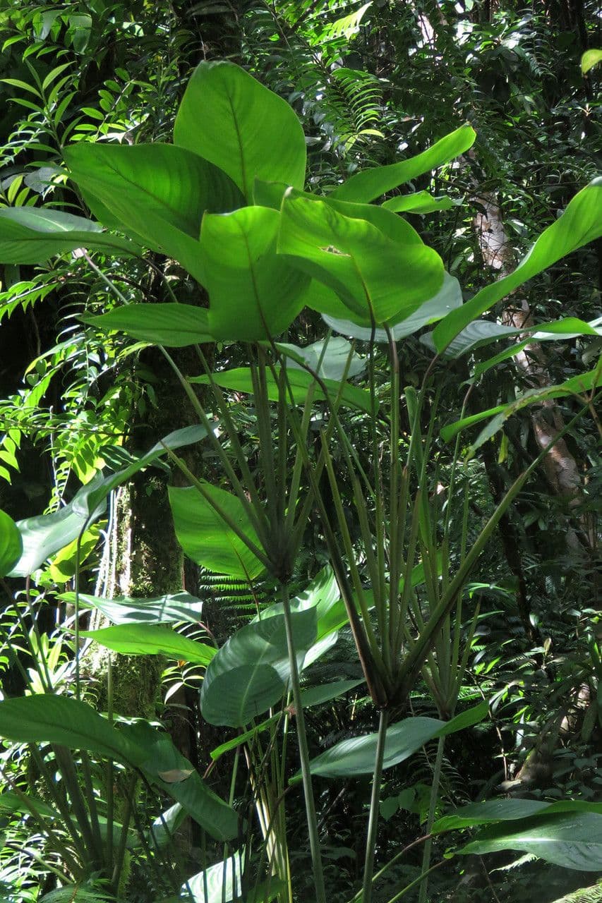 Arouma 3