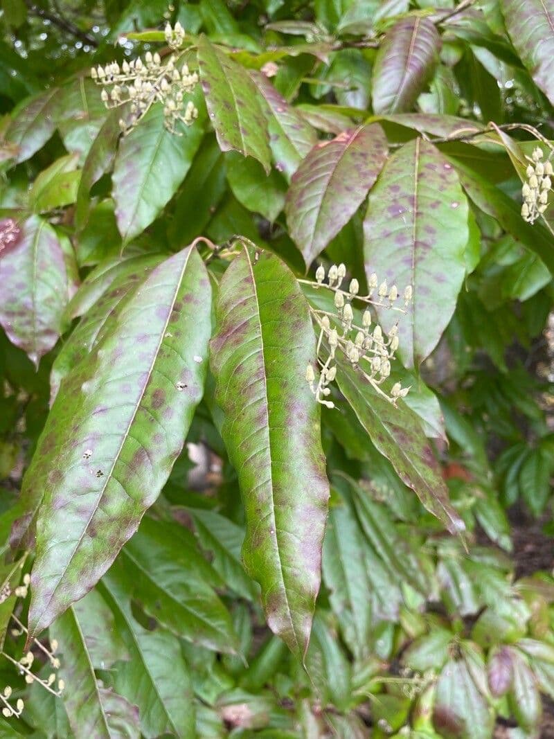 Oxydendrum 20