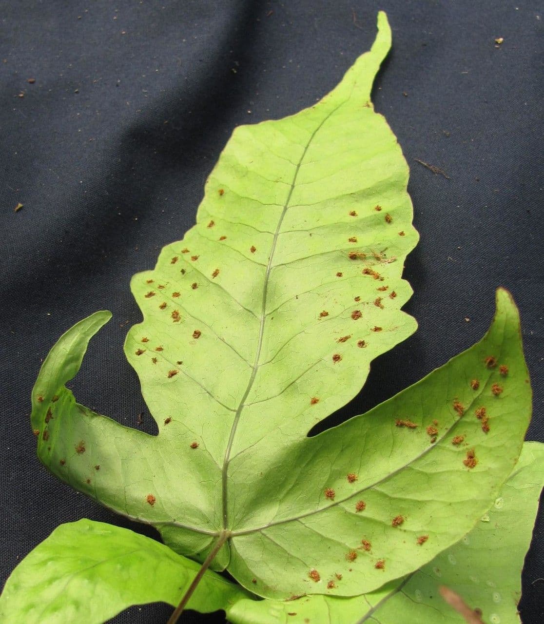 Tectaria heracleifolia 14