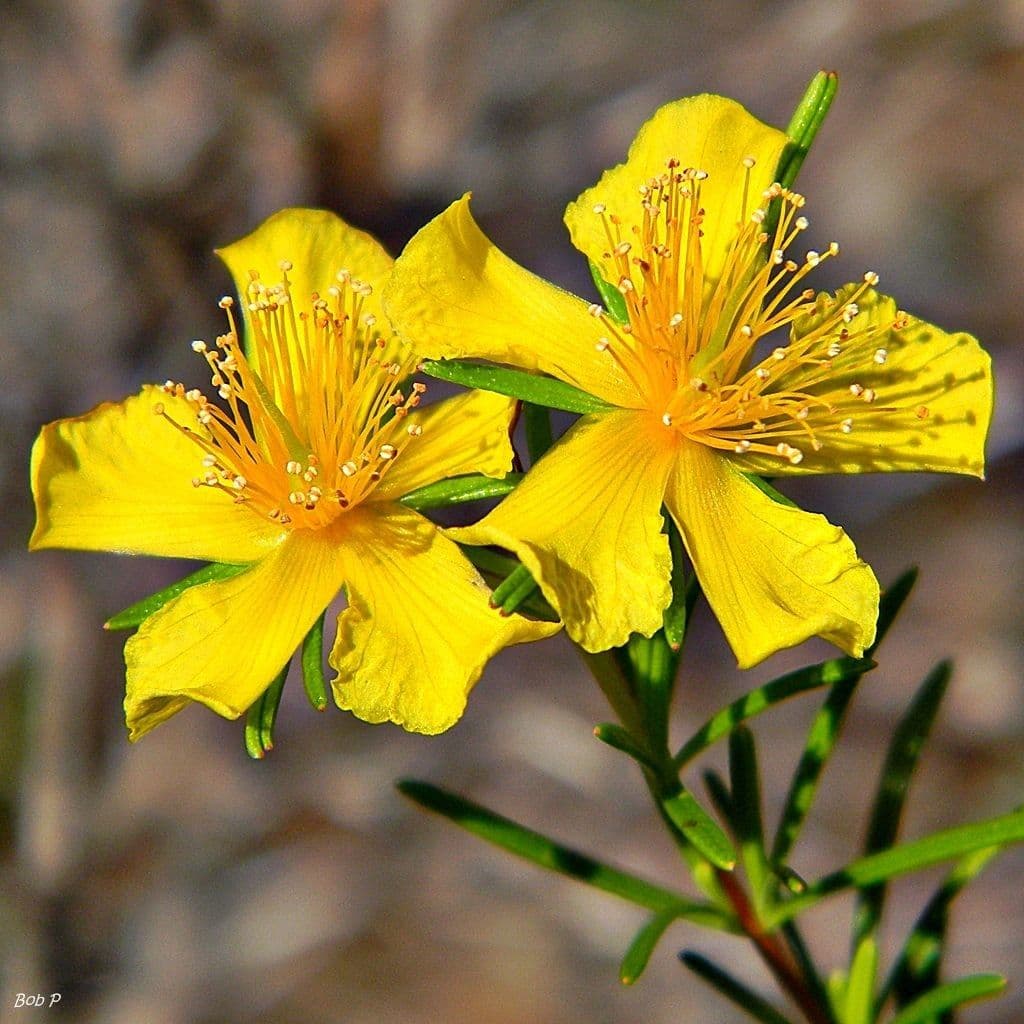 Hypericum fasciculatum 4