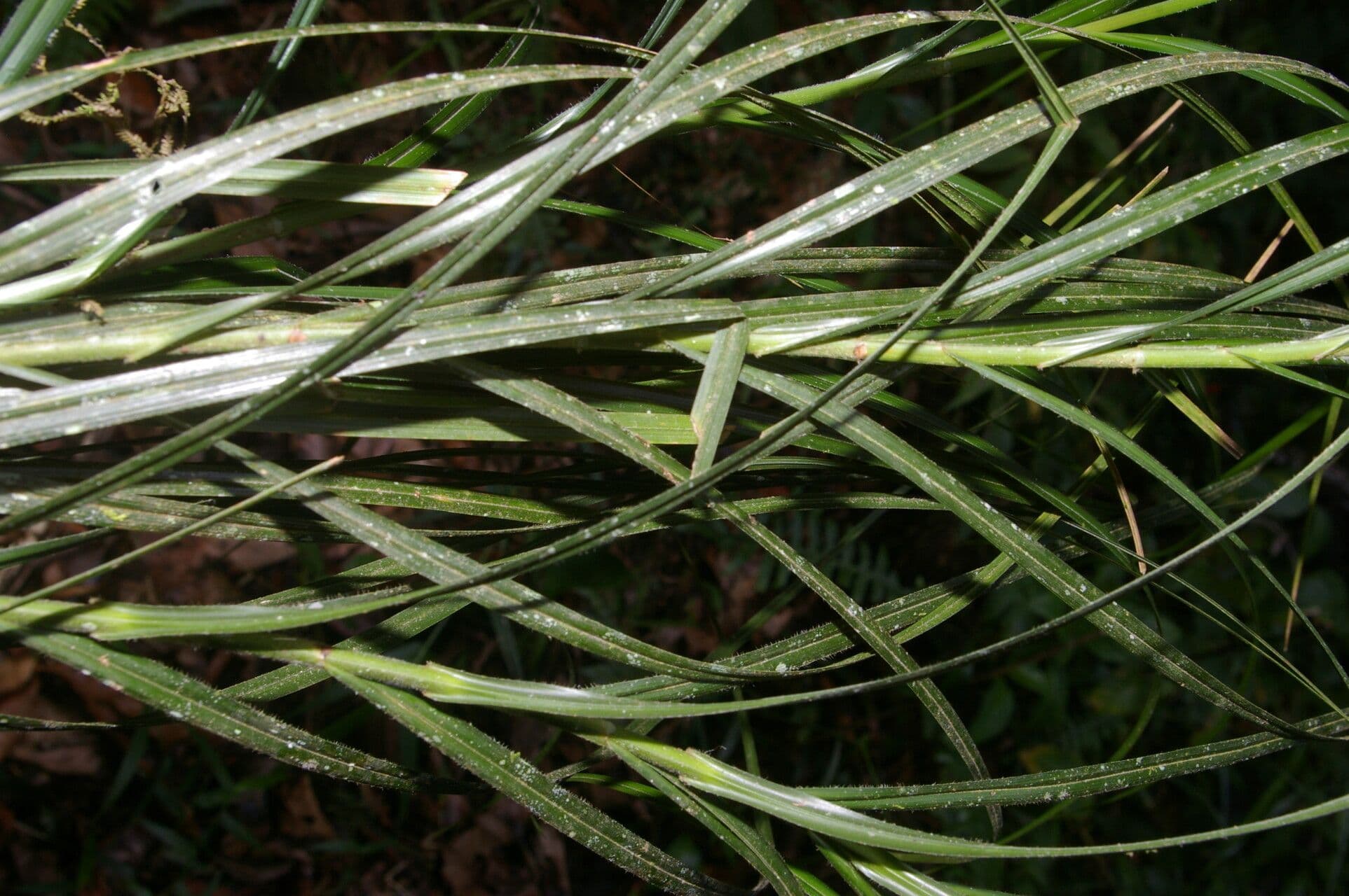 Rhynchospora 2