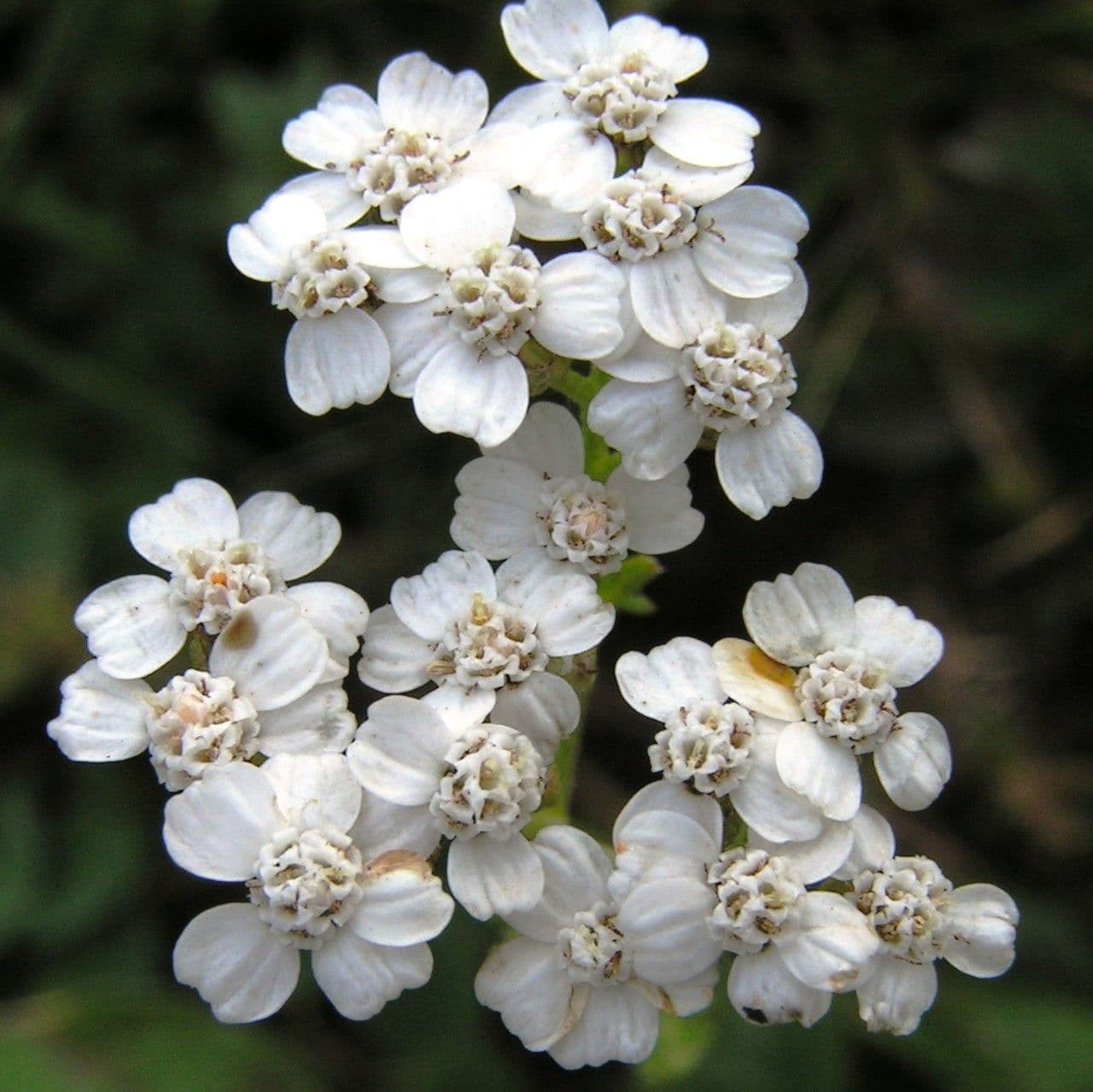Achillea atrata 5