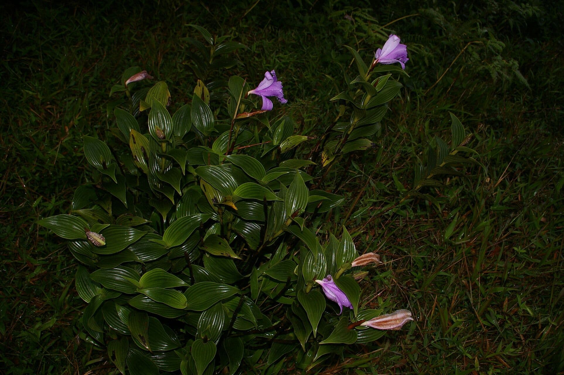 Sobralia 7
