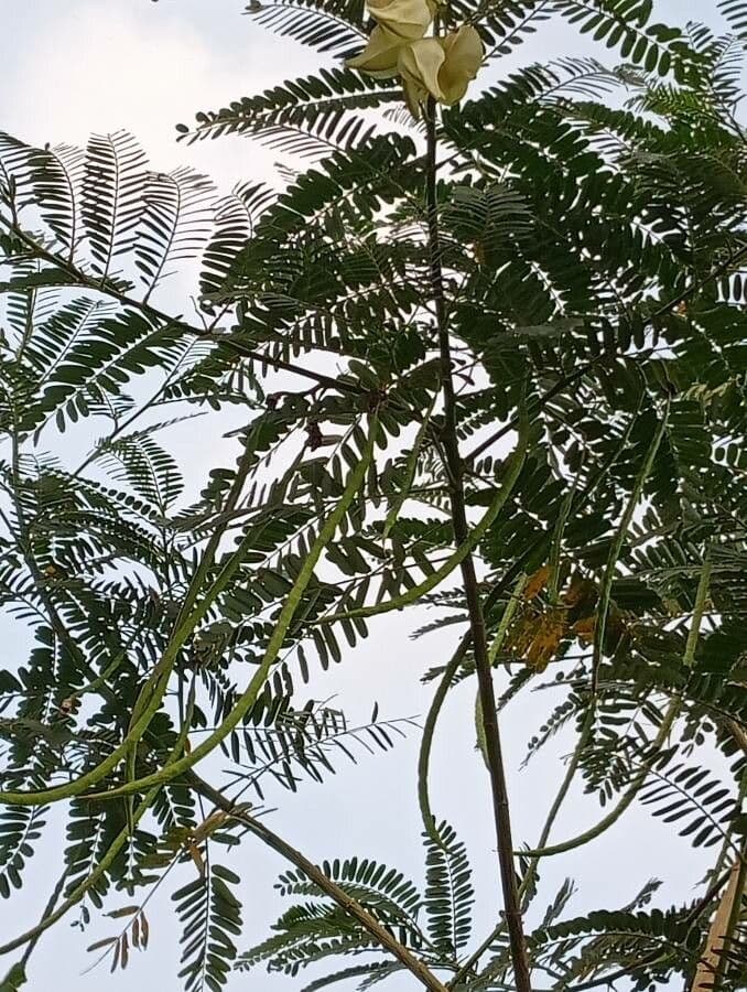 Sesbania grandiflora 19