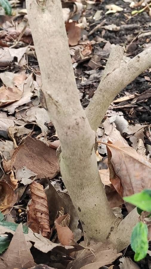 Camelia sasanqua 21