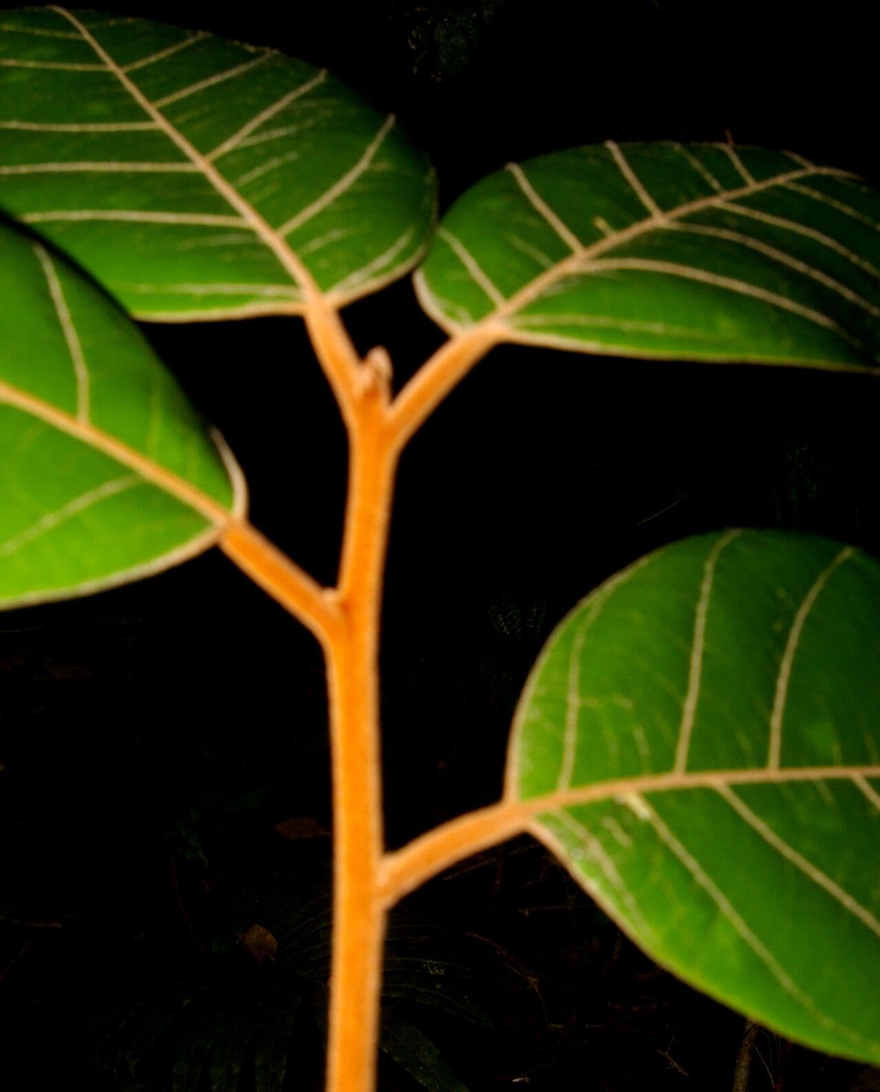 Ocotea 8