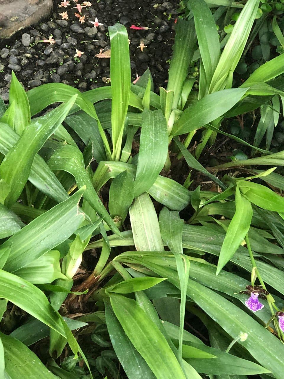 Zygopetalum 10