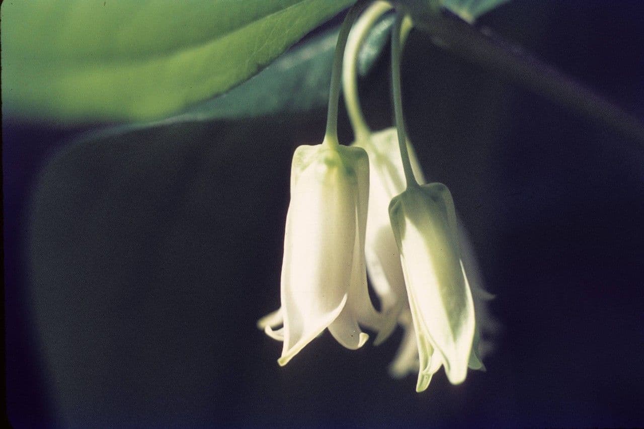 Prosartes 7
