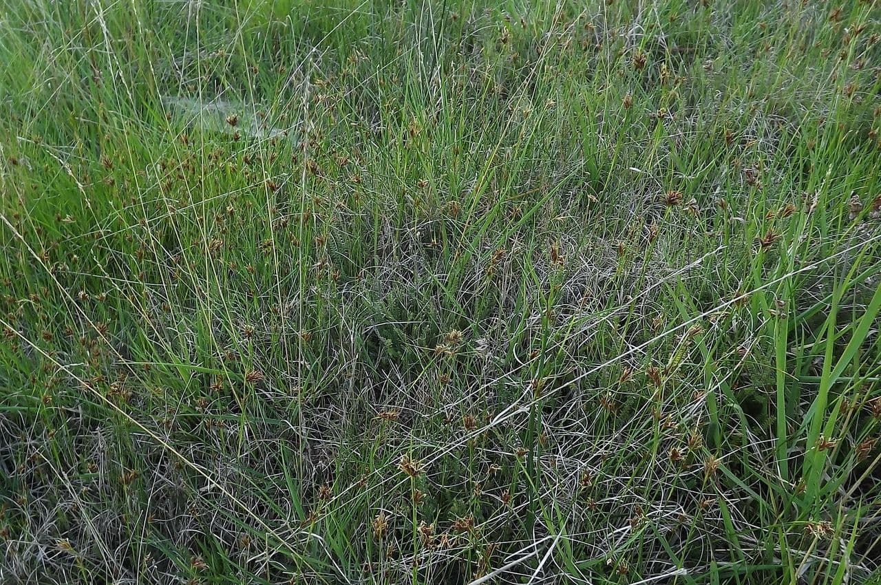Rincoespora parda 14