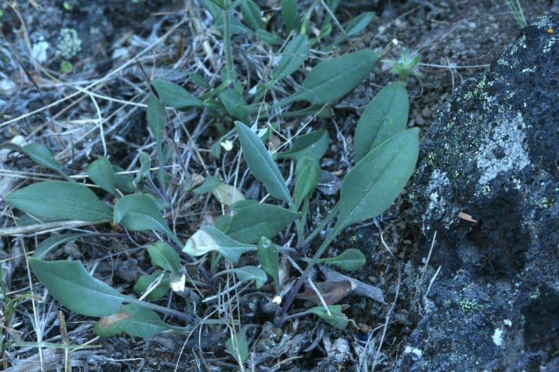 Penstemon basso 12