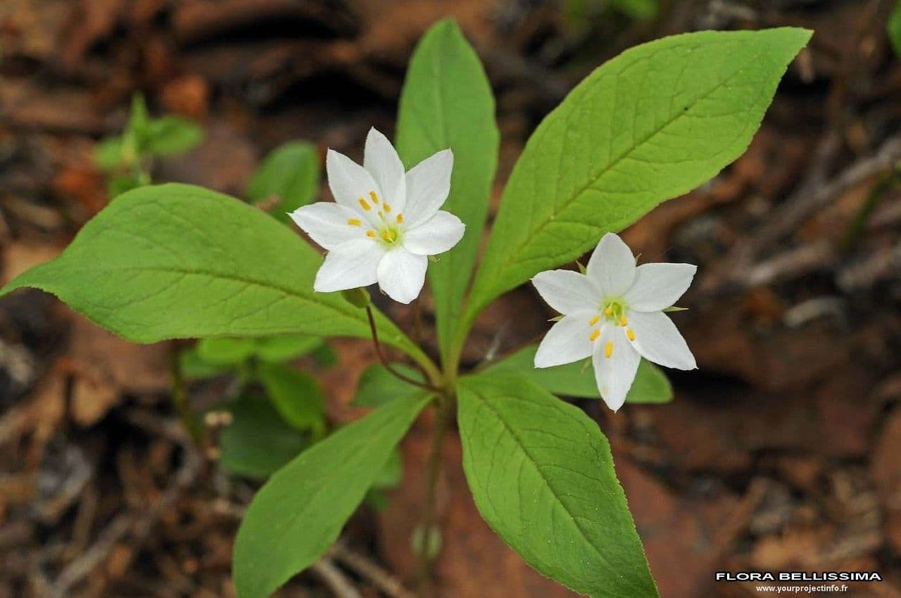 Trientalis 25