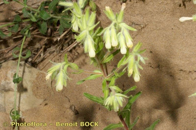 Onosma 12
