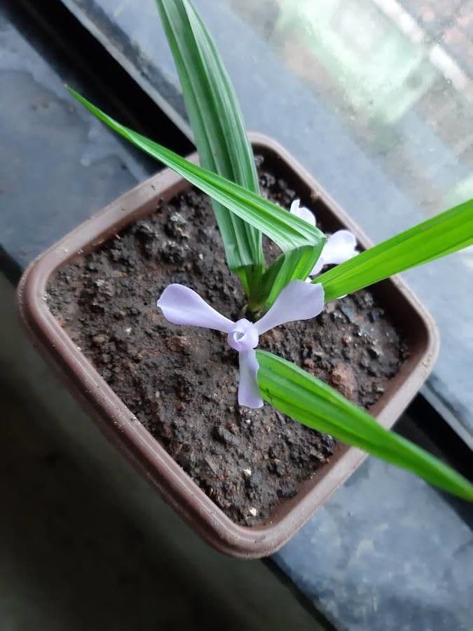 Cipura 5