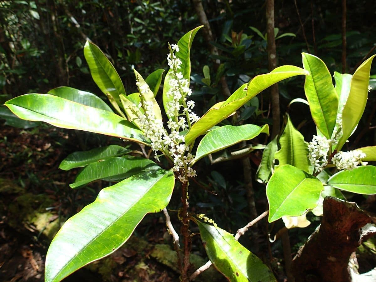 Quintinia 5