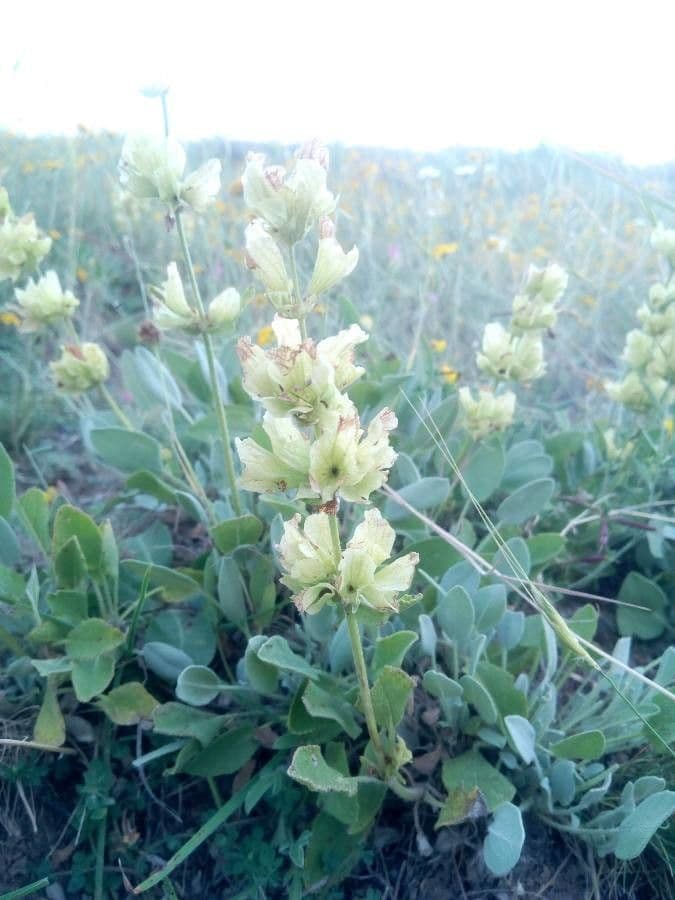 Salvia 3