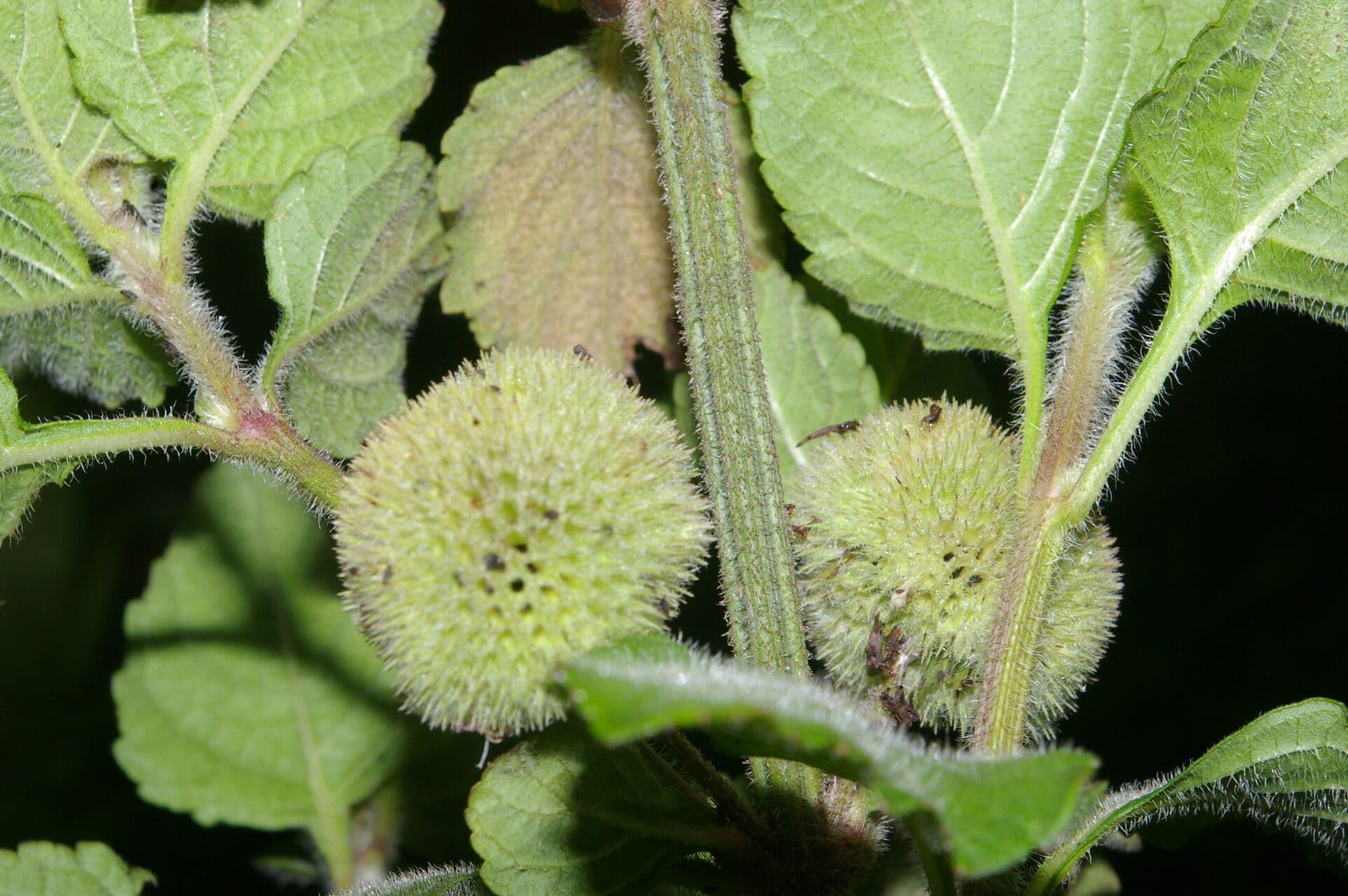 Hyptis sinuata 2