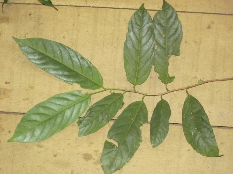 Dendrobangia 5