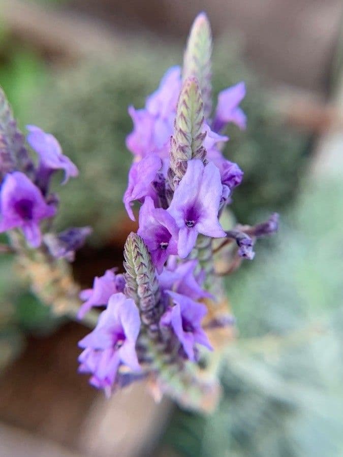 Lavendel 4