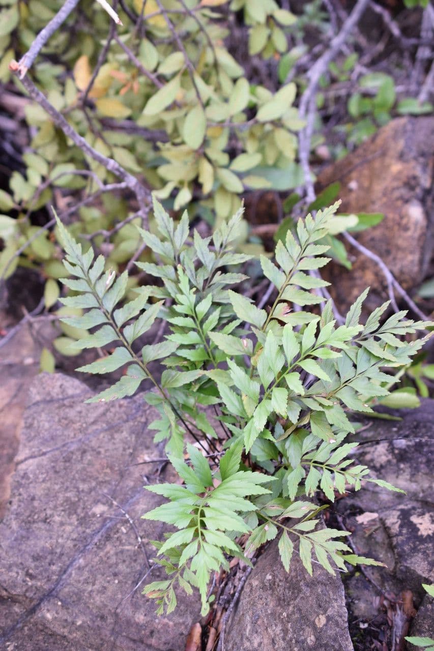 Asplenium polyodon