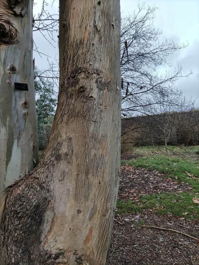 Eukalyptus 2
