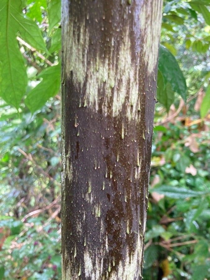 Dracontium 22