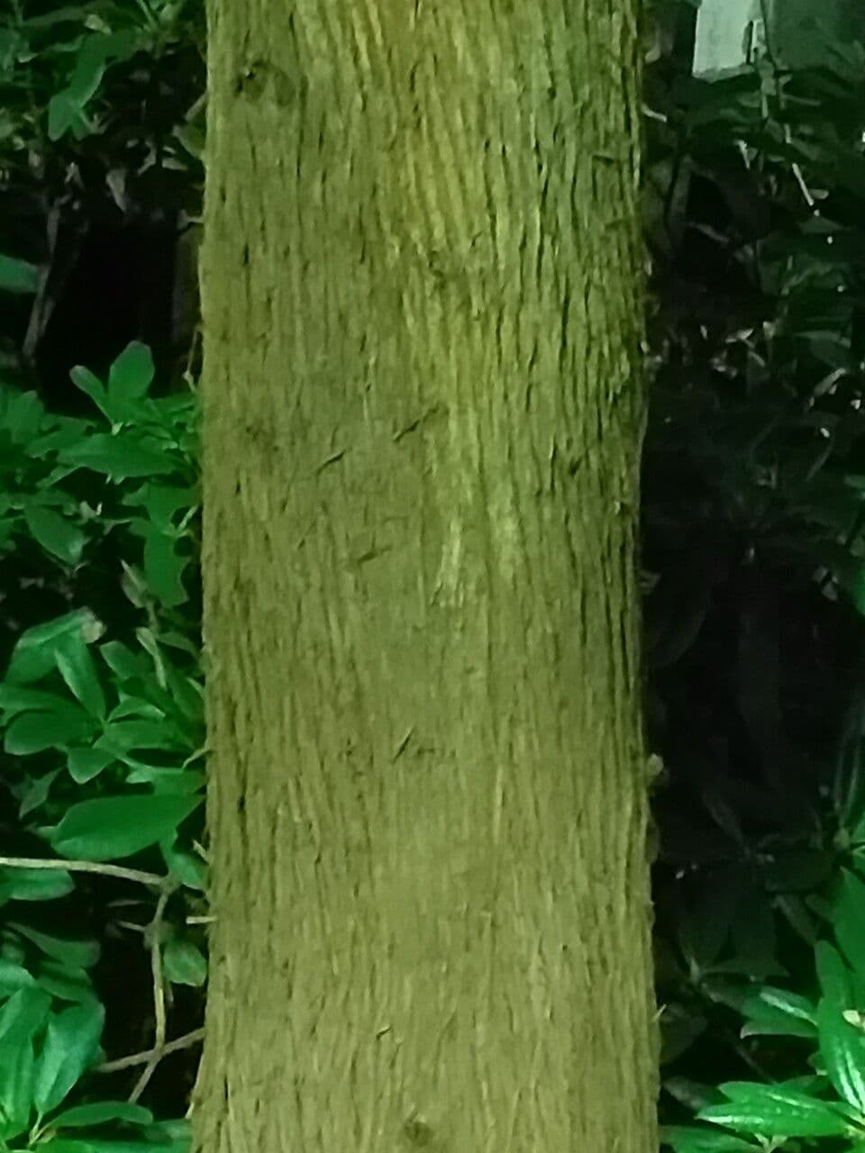 Hohe Podocarpus 14
