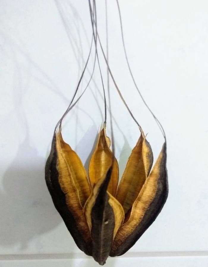 Aristolochia