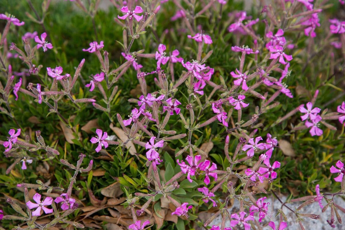 Silene 6