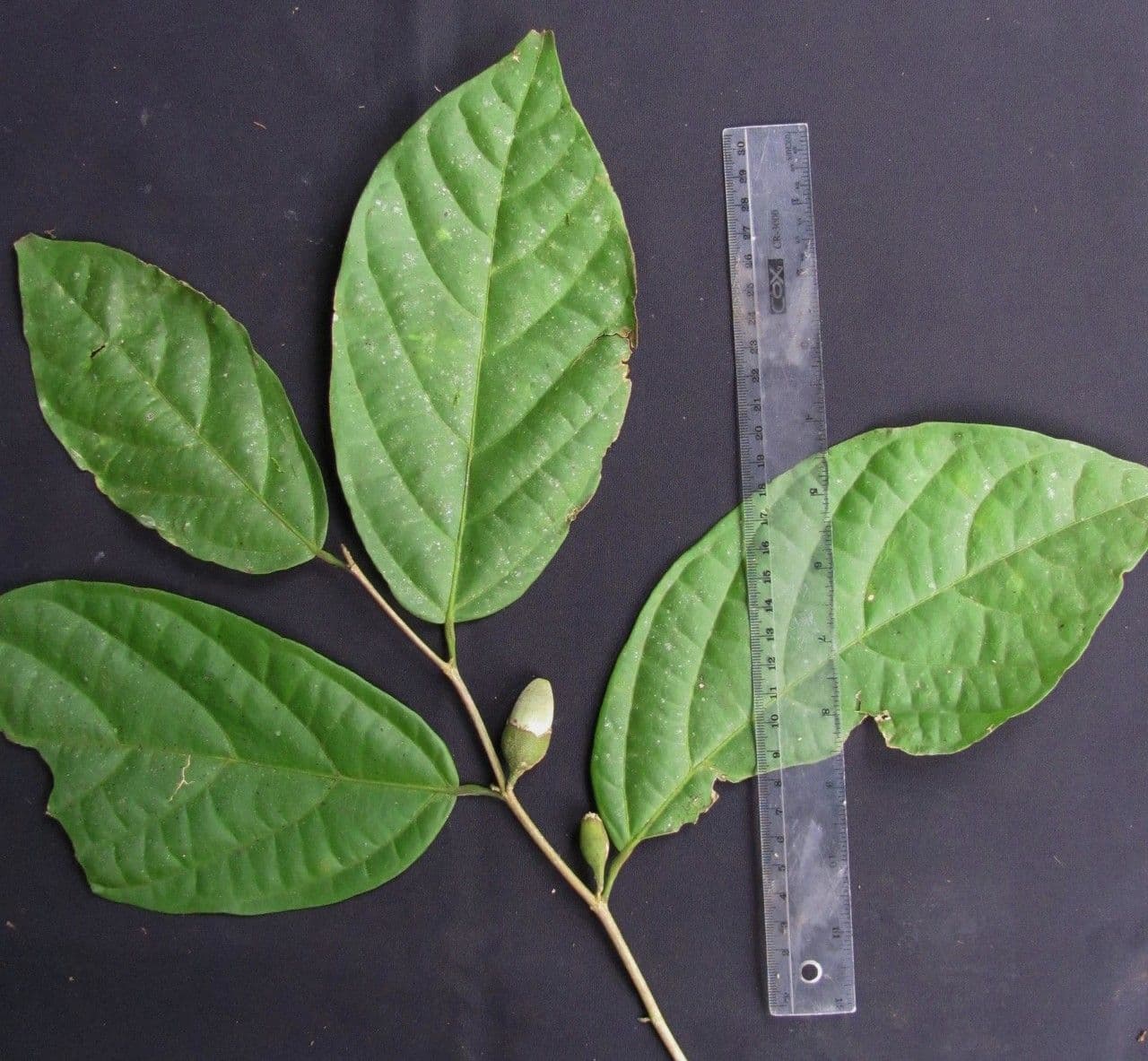Quararibea funebris 18