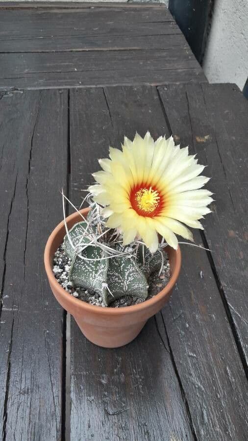 Cactus testa di capra 5