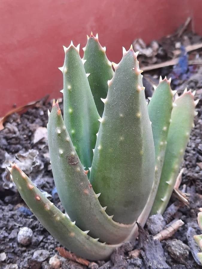 Kurzblättrige Aloe 17