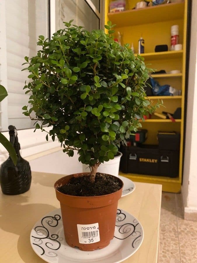 Myrsina africká 14