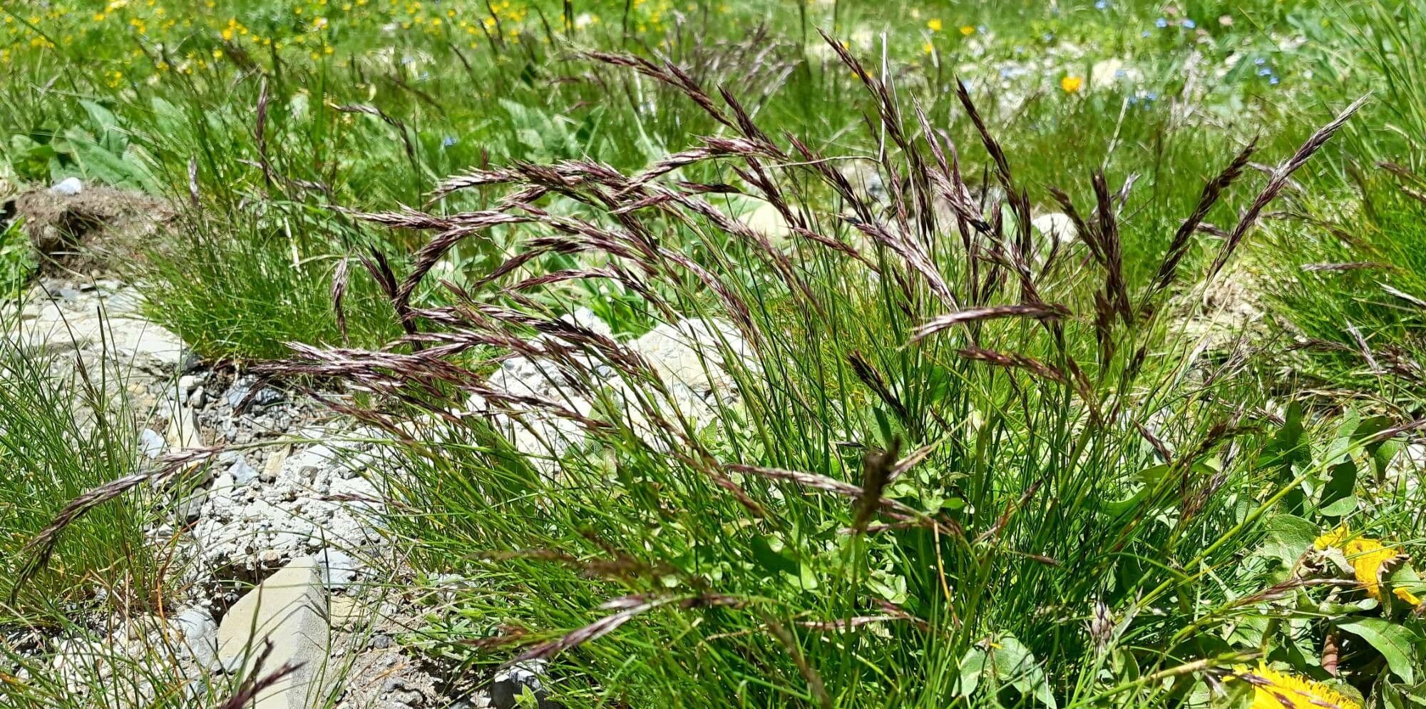 Festuca rossa 10
