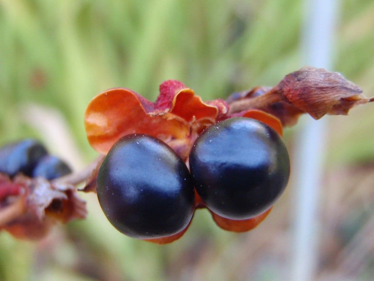 Pomejník