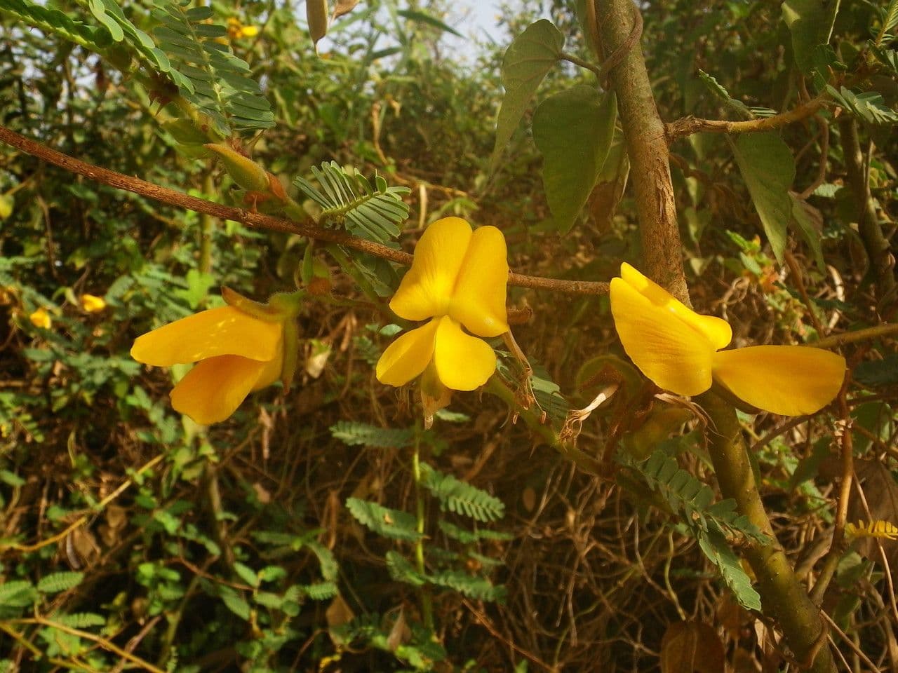 Aeschynomene 5