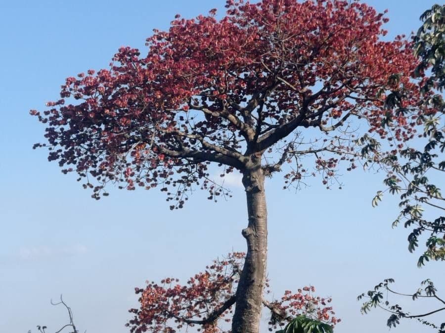 Cavanillesia platanifolia 8
