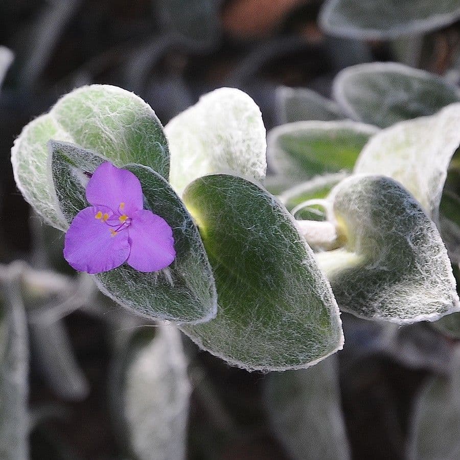 Tradescantia 3