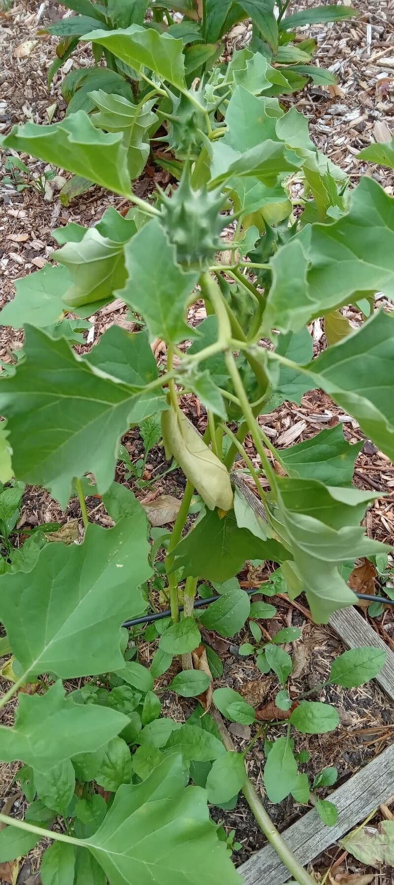 Datura 12