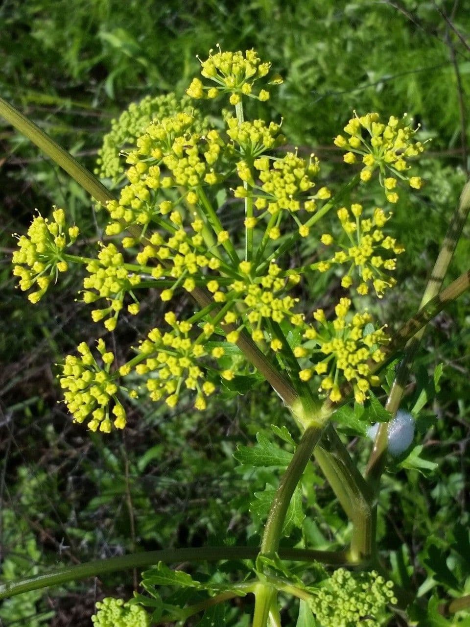 Polytaenia nuttallii 4