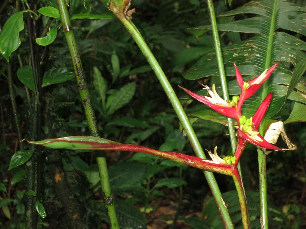 Heliconia 11