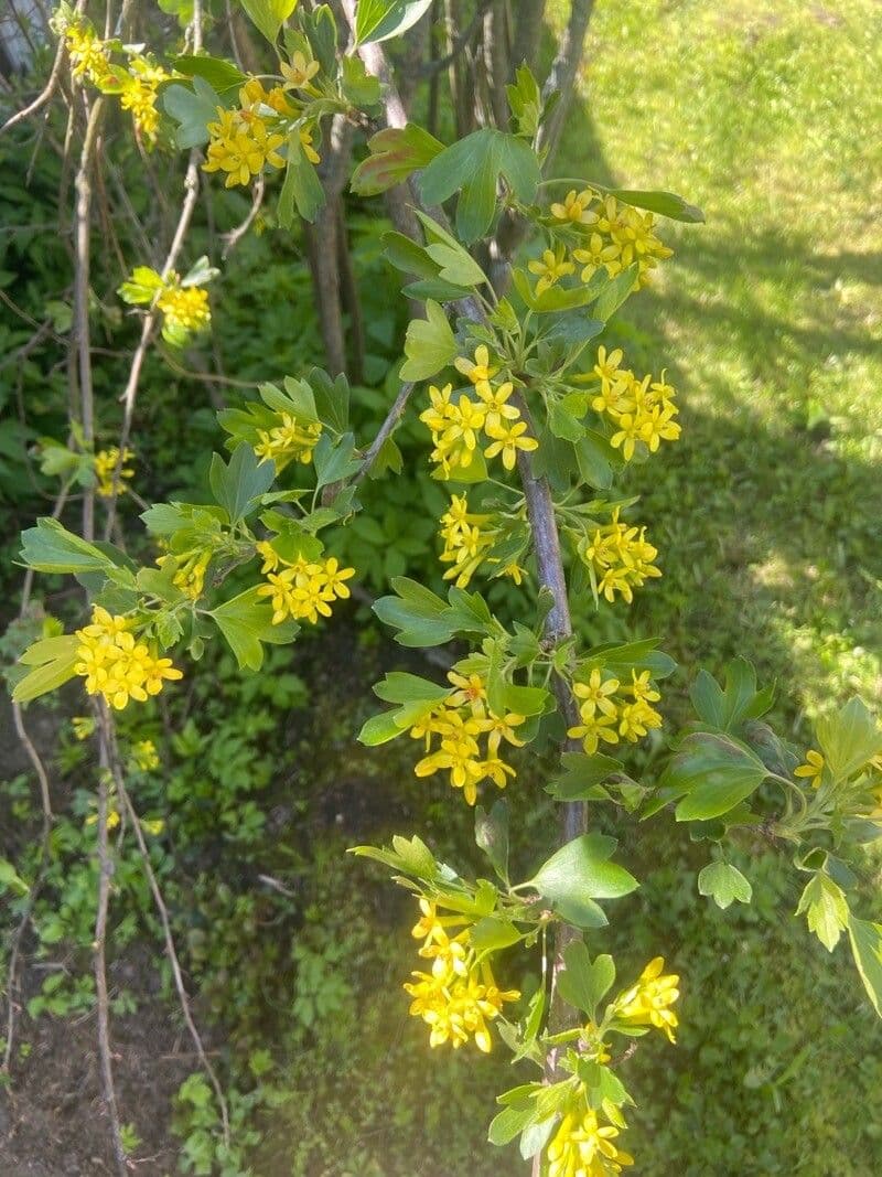 Ribes aureo 17