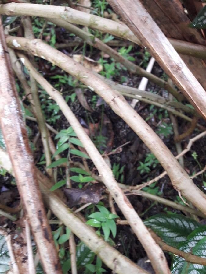 Strobilanthes 14