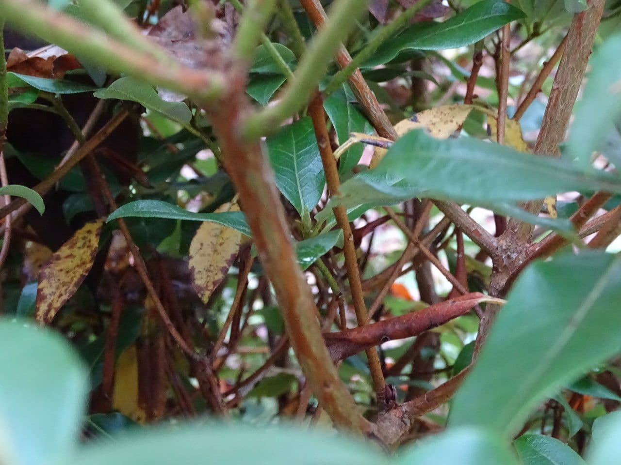 Rododendro 18