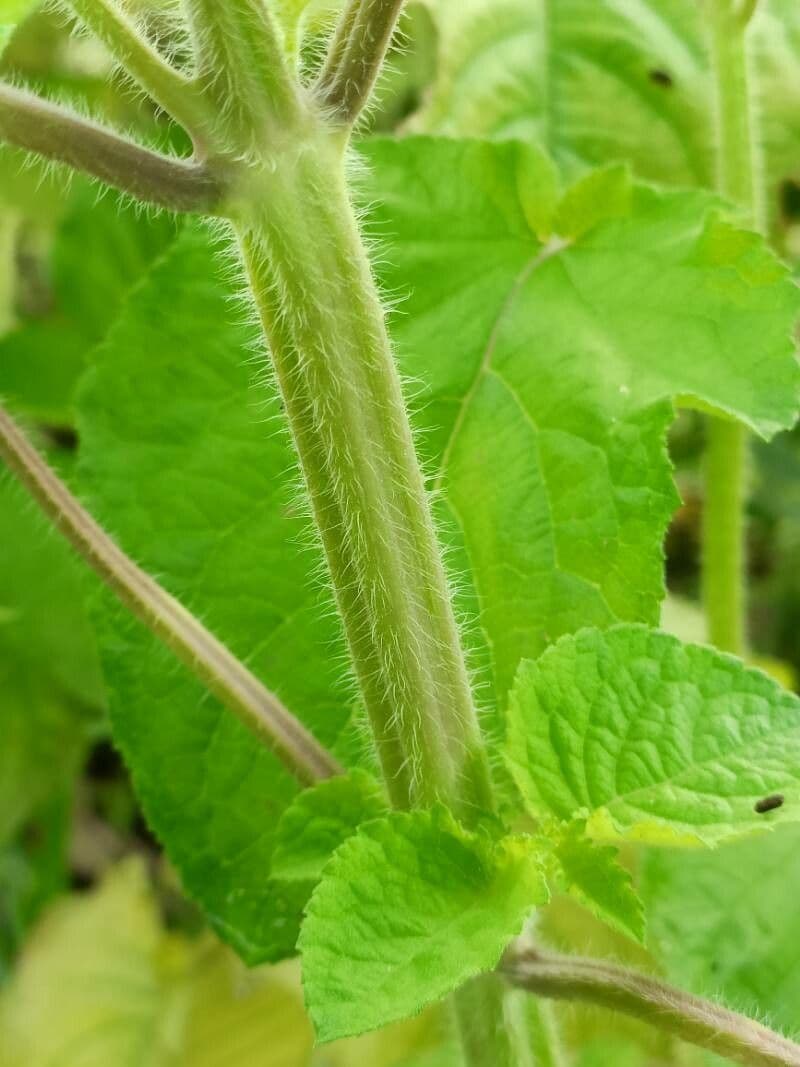 Hyptis 23
