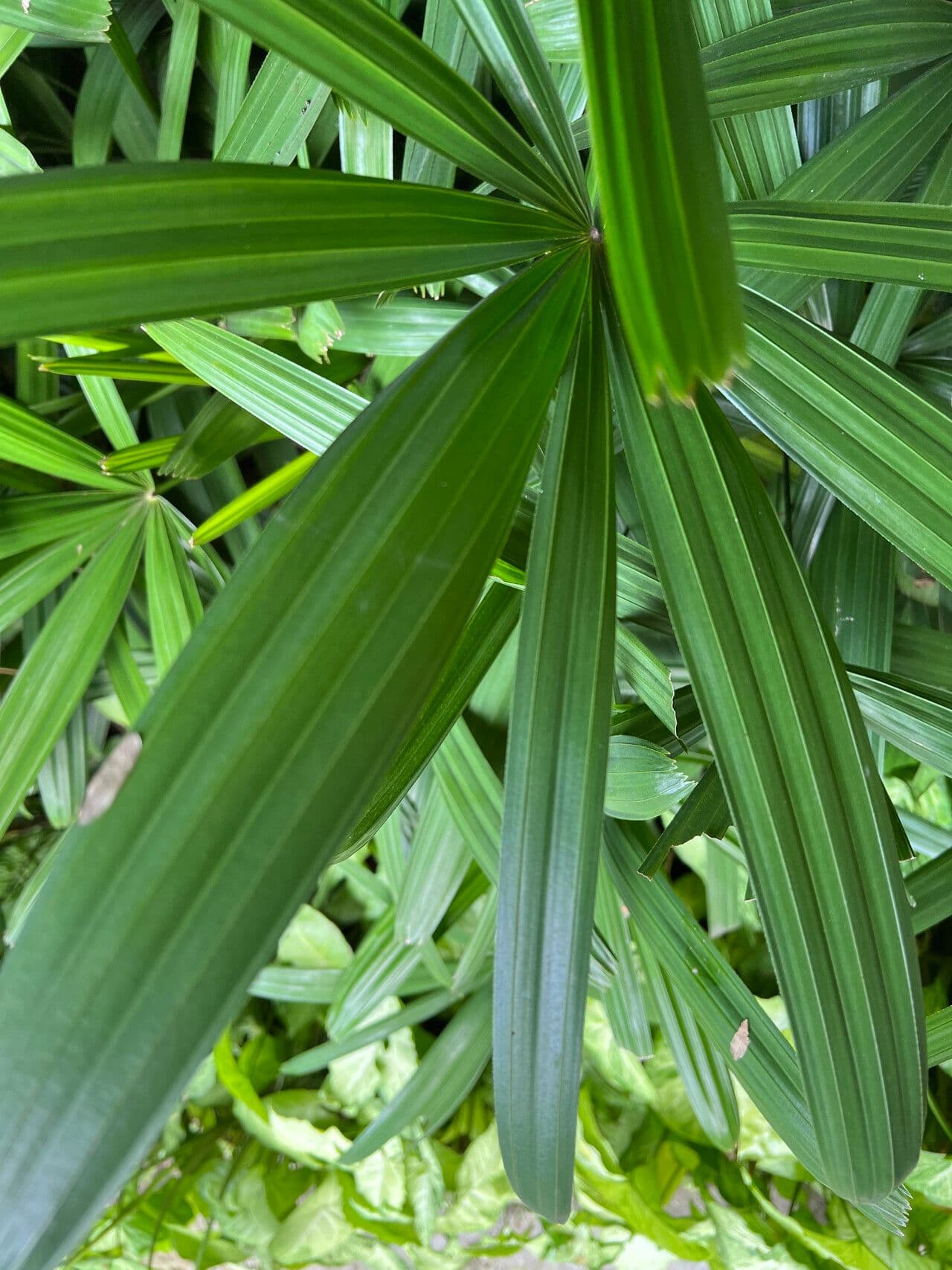 Palma aghiforme 9