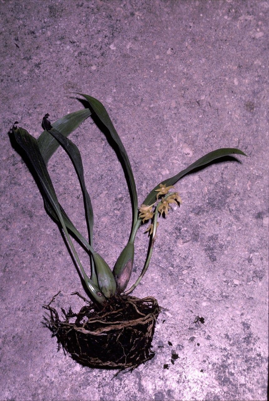 Xylobium 6