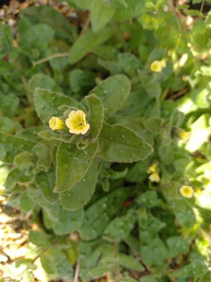 Nonea lutea