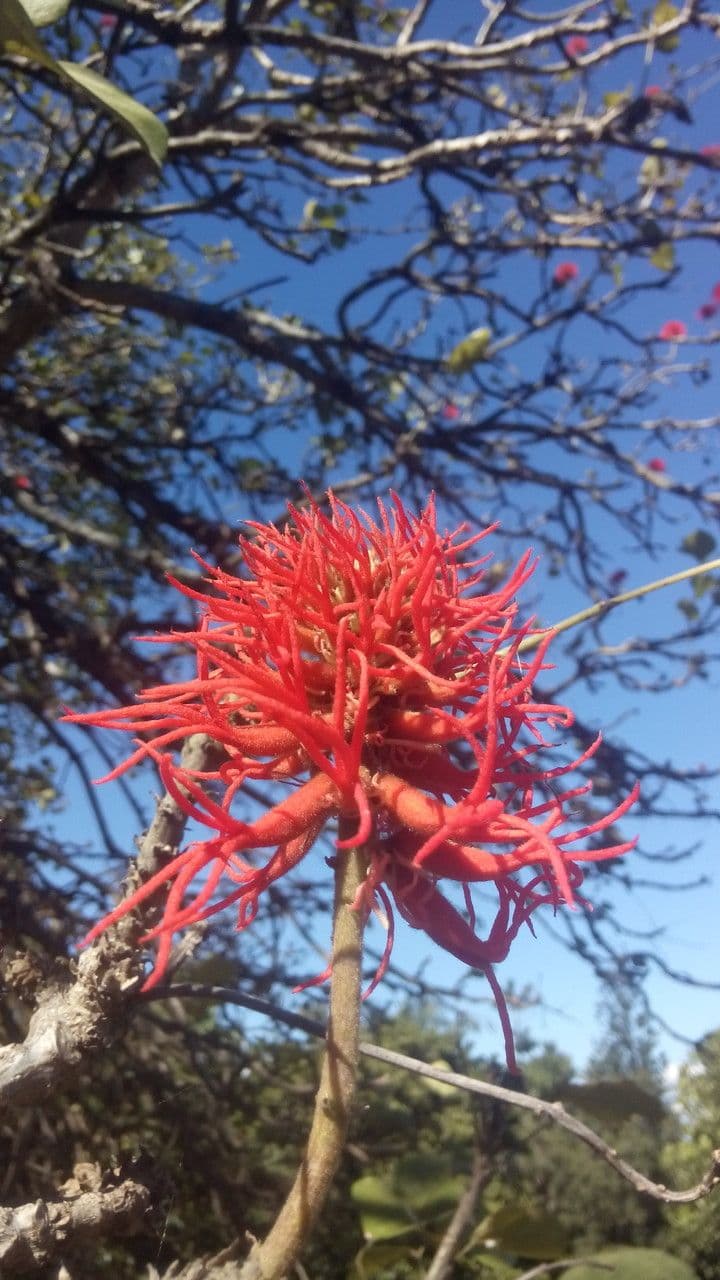 Eritrina abissina 4