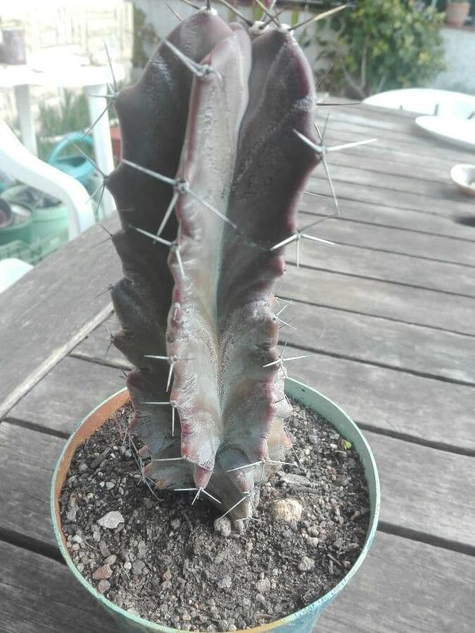 Stenocereus 6
